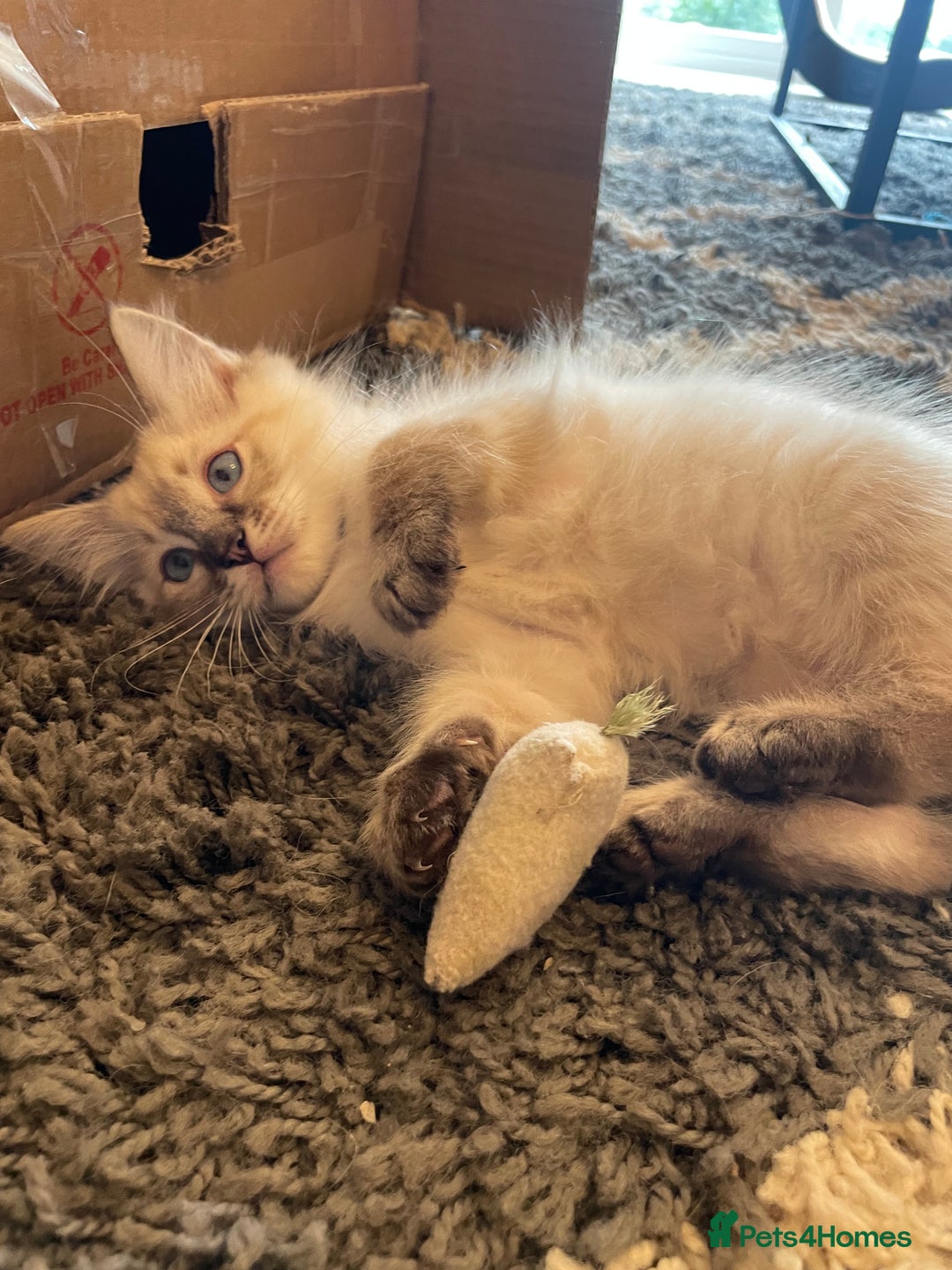 Ragdoll cats for sale: Ragdoll Kittens one girl one boy READY NOW  - Image 5