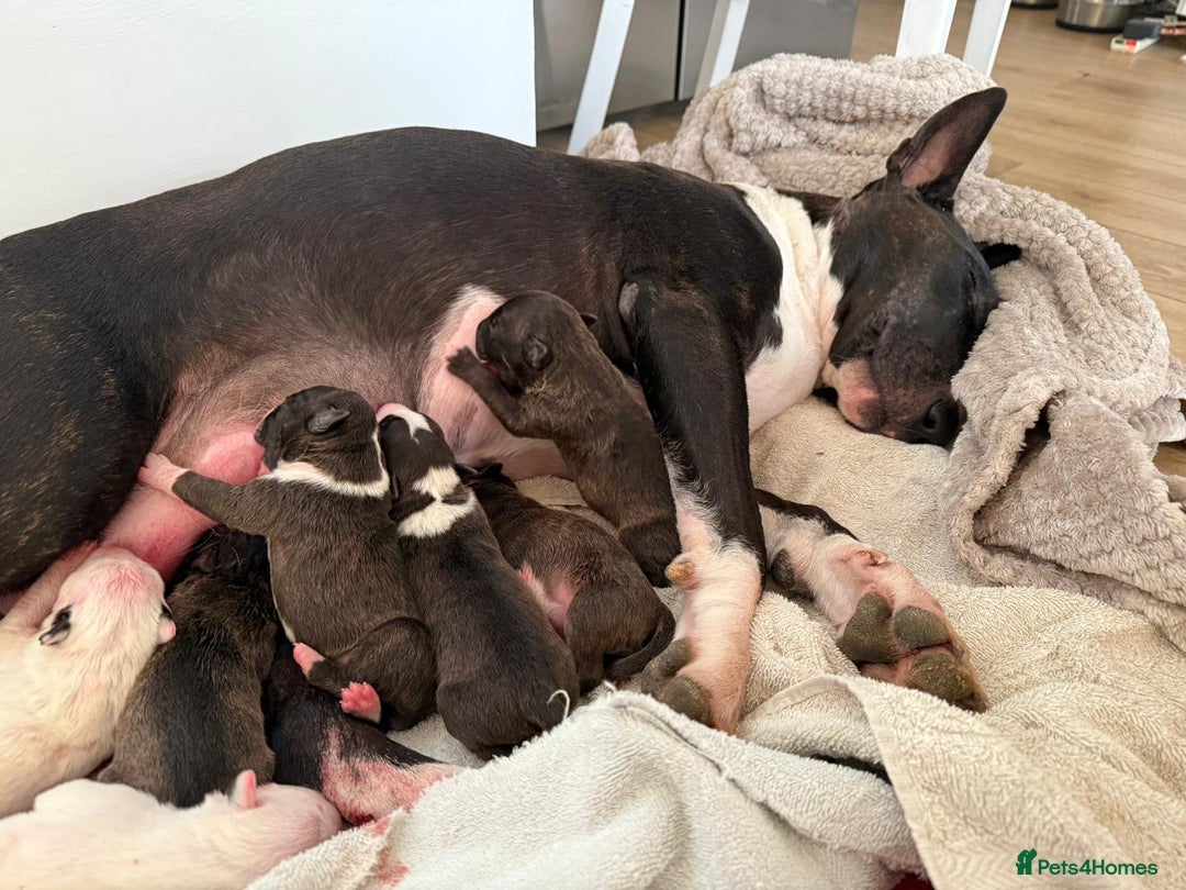 English Bull Terrier dogs for sale: Champion line EBT Puppies - Image 17