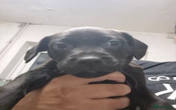 Mixed Breed dogs for sale: Beautiful litter of pups - Image 16