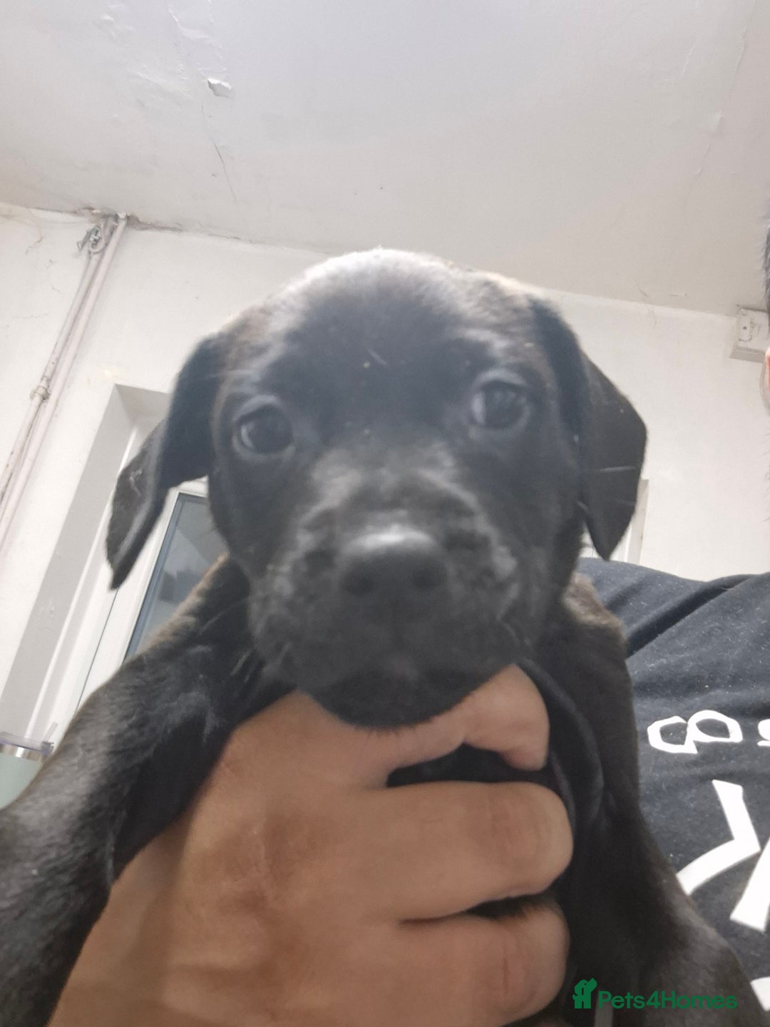Mixed Breed dogs for sale: Beautiful litter of pups - Image 16