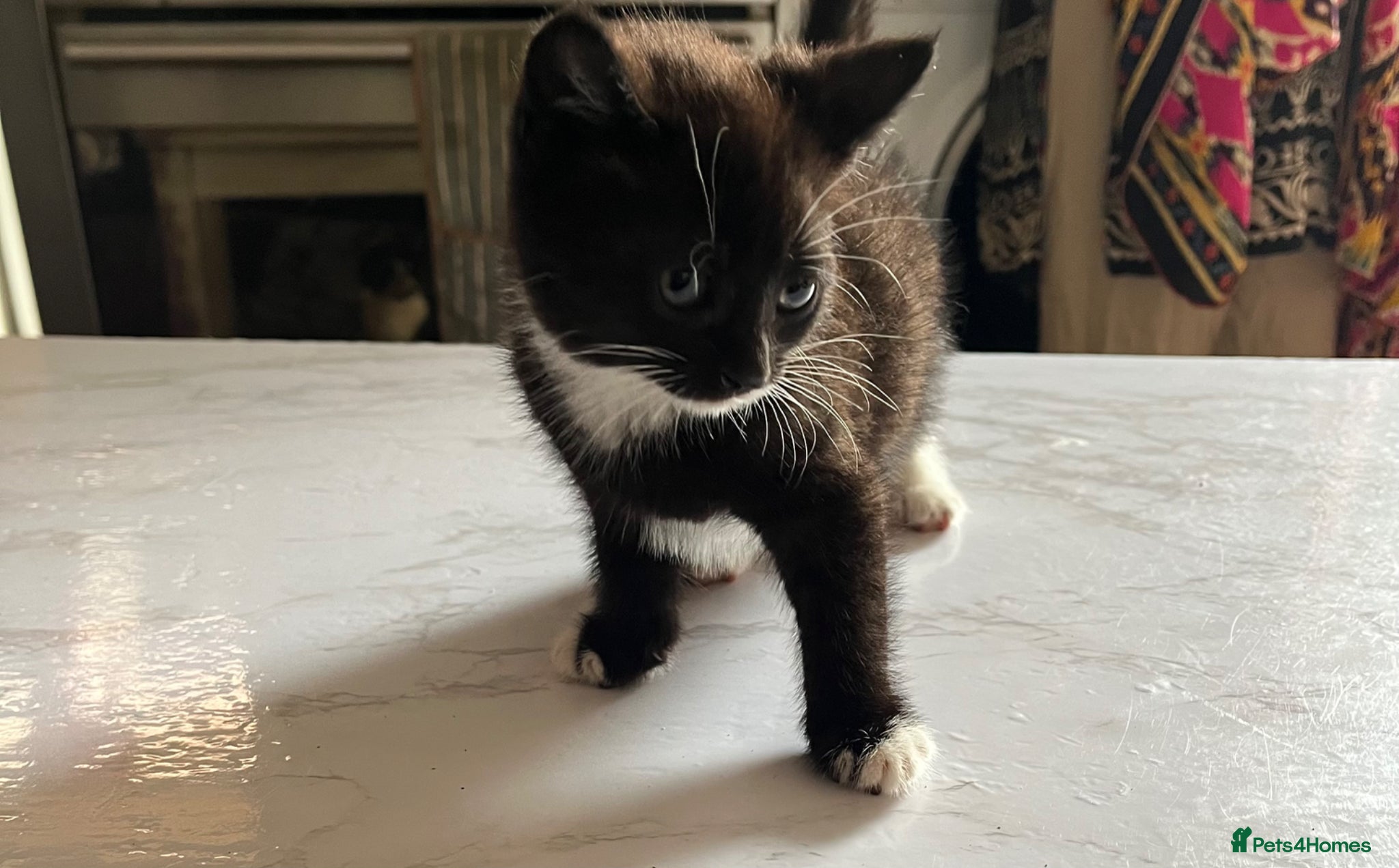 Mixed Breed cats for sale: 3 beautiful kittens for sale  - Advert 5