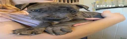 Cane Corso dogs for sale: 7 male cane corso puppies in Attleborough - Advert 4