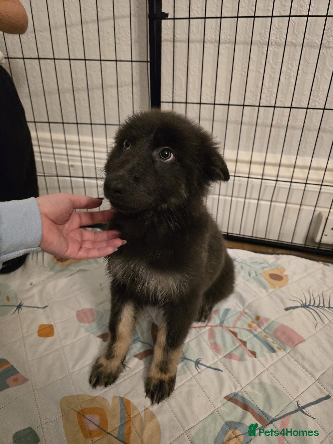 German Shepherd dogs for sale: READY NOW long hair straight back German shepherd - Image 18