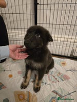 German Shepherd dogs - Advert 7