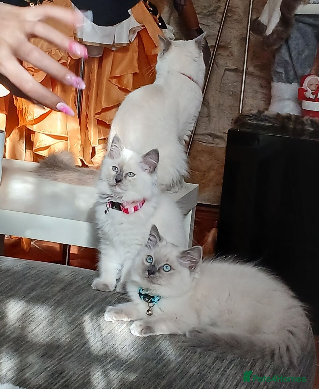 Ragdoll cats for sale: Favourite cuddling ragdolls for new homes - Image 6
