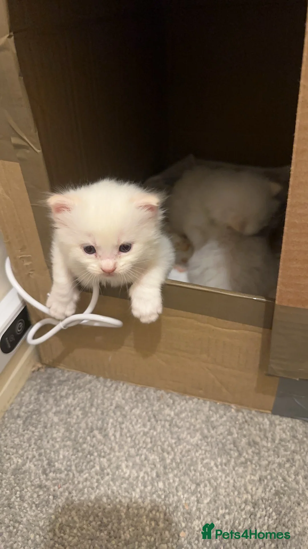 Ragdoll cats for sale: Ragdolls available - Advert 2
