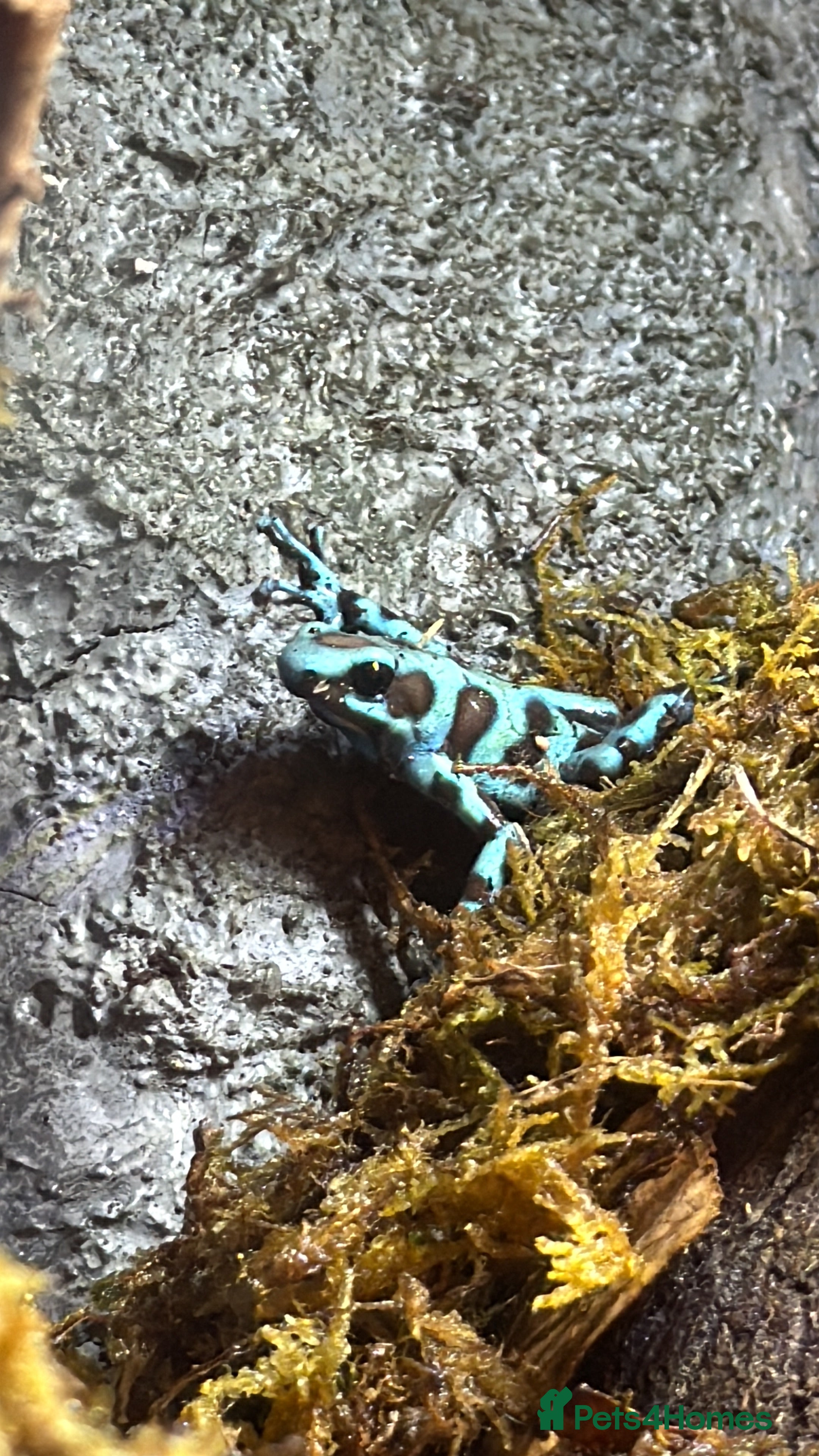 Frog reptiles Poison Dart Frogs - Advert 3