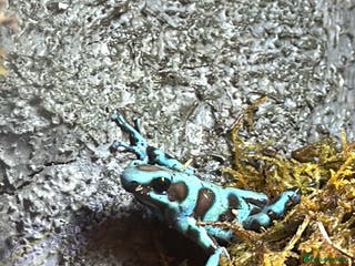 Frog reptiles Poison Dart Frogs - Advert 2