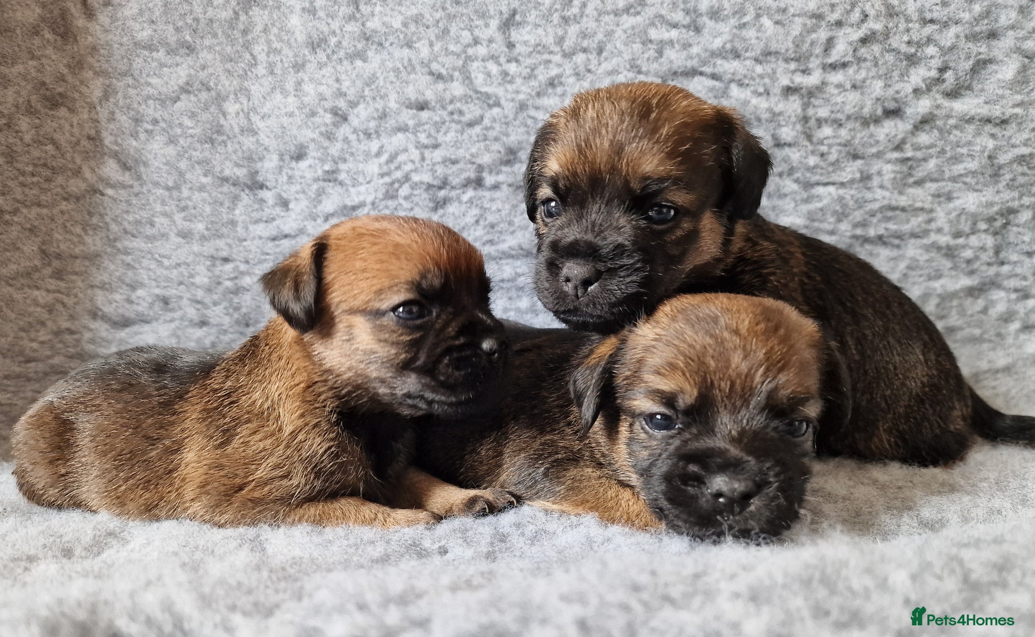 Border Terrier dogs KC Show Quality Pups - Advert 1