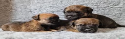 Border Terrier dogs for sale: KC Show Quality Pups - Advert 1