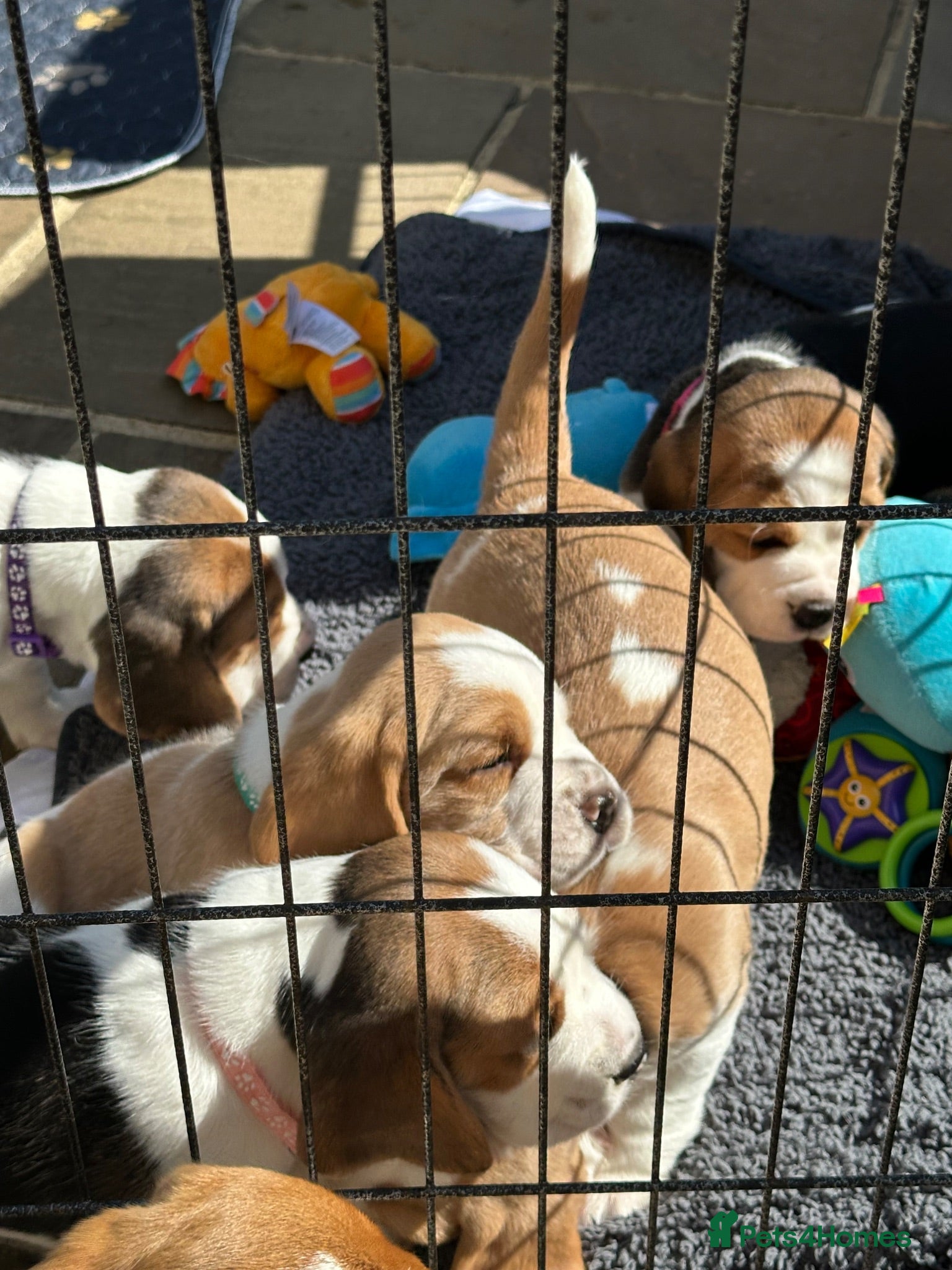 Beagle dogs 🐾1 stunning KC reg 5th gen puppy left🐾 - Advert 2