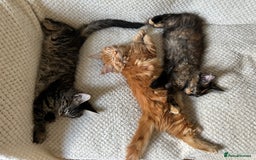 Maine Coon cats for sale: GCCF Maine Coon Kittens-Champion and Russian lines in Swindon - Image 4