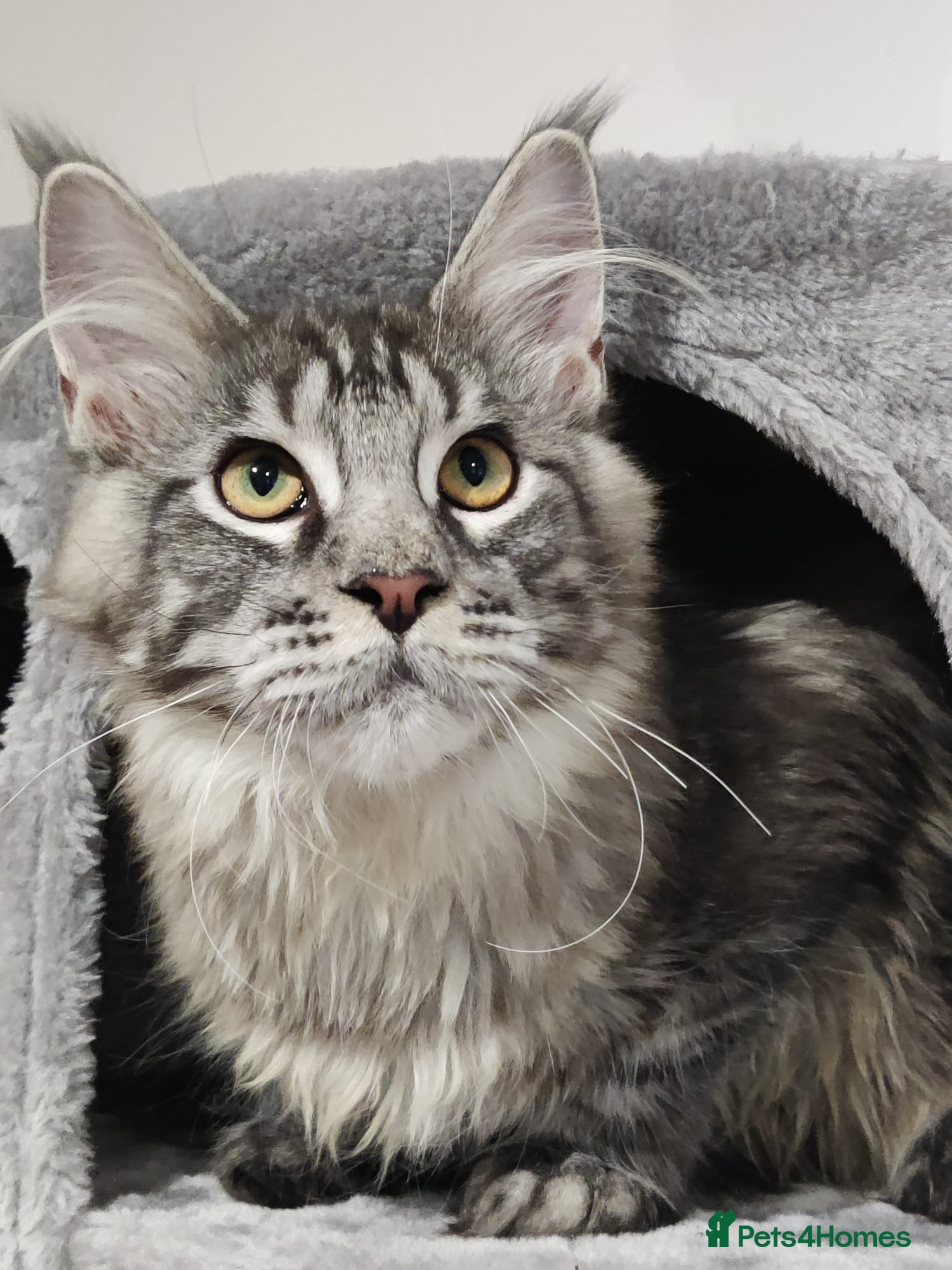 Maine Coon cats TICA registered European Maine coons  - Advert 1