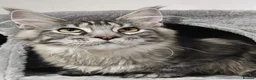 Maine Coon cats for sale: TICA registered European Maine coons  - Advert 1