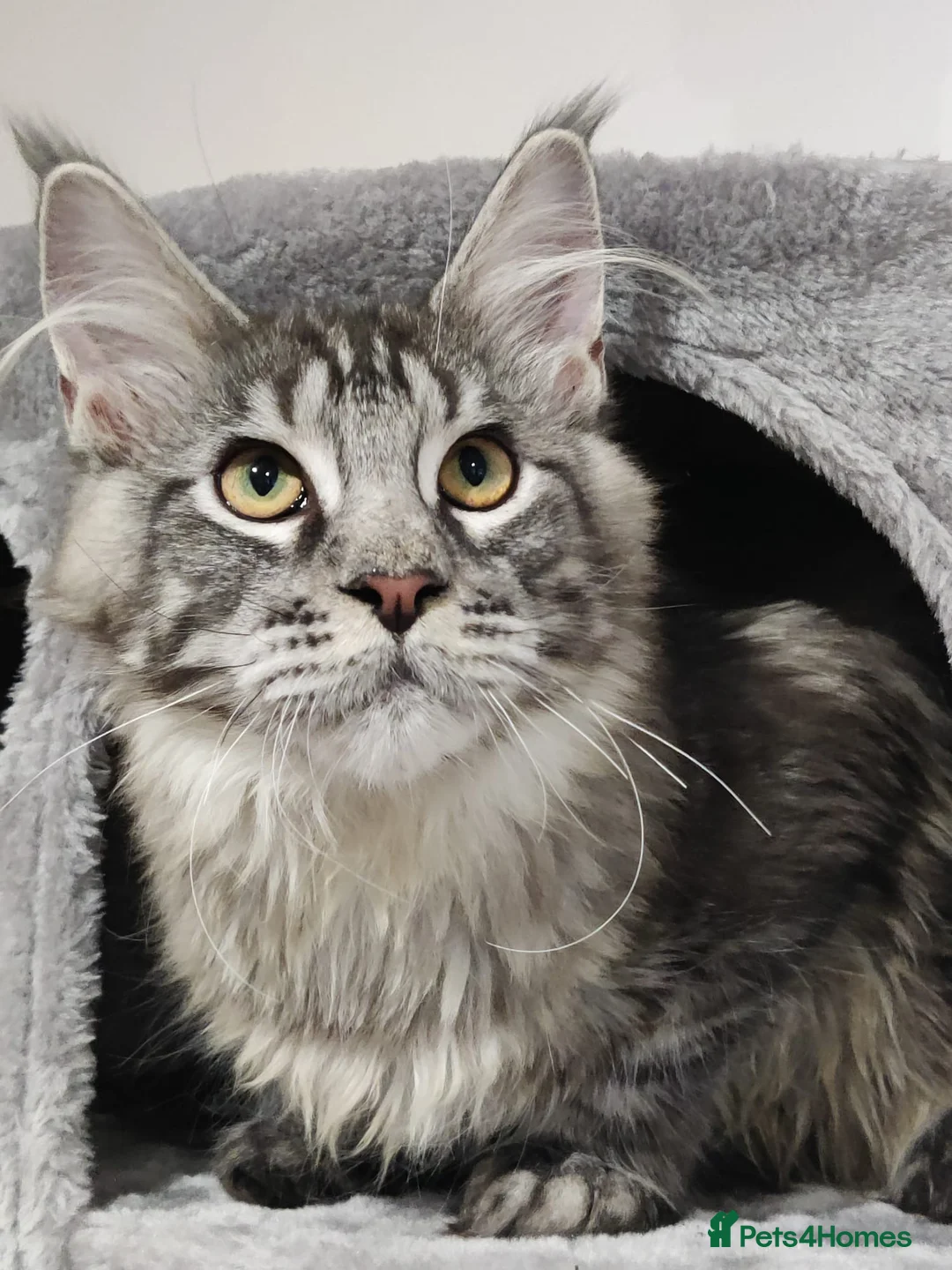 Maine Coon cats for sale: TICA registered European Maine coons  - Advert 1