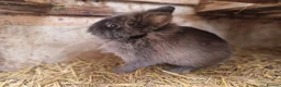 Mixed Breed rabbits for sale: Adorable, friendly dwarf lionhead boy  - Advert 1