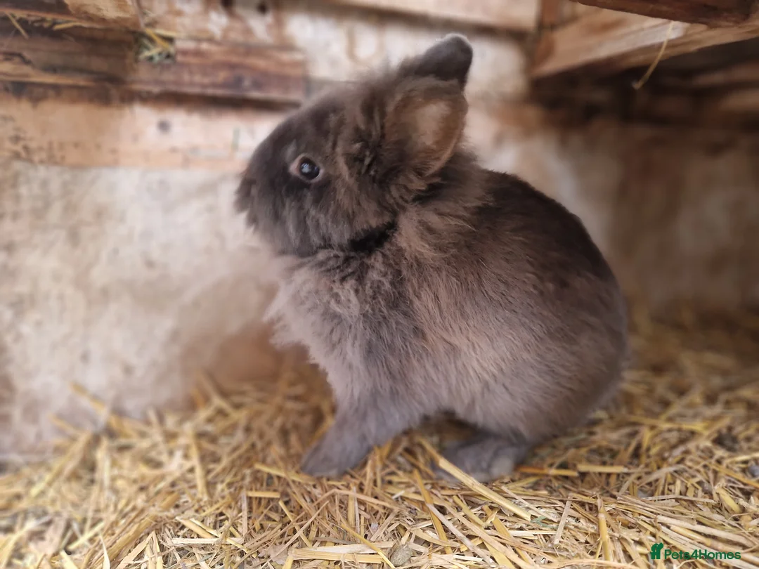 Mixed Breed rabbits for sale: Adorable, friendly dwarf lionhead boy  - Advert 1