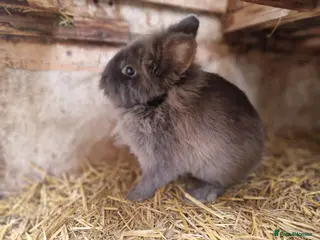 Mixed Breed rabbits Adorable, friendly dwarf lionhead boy - Advert 6