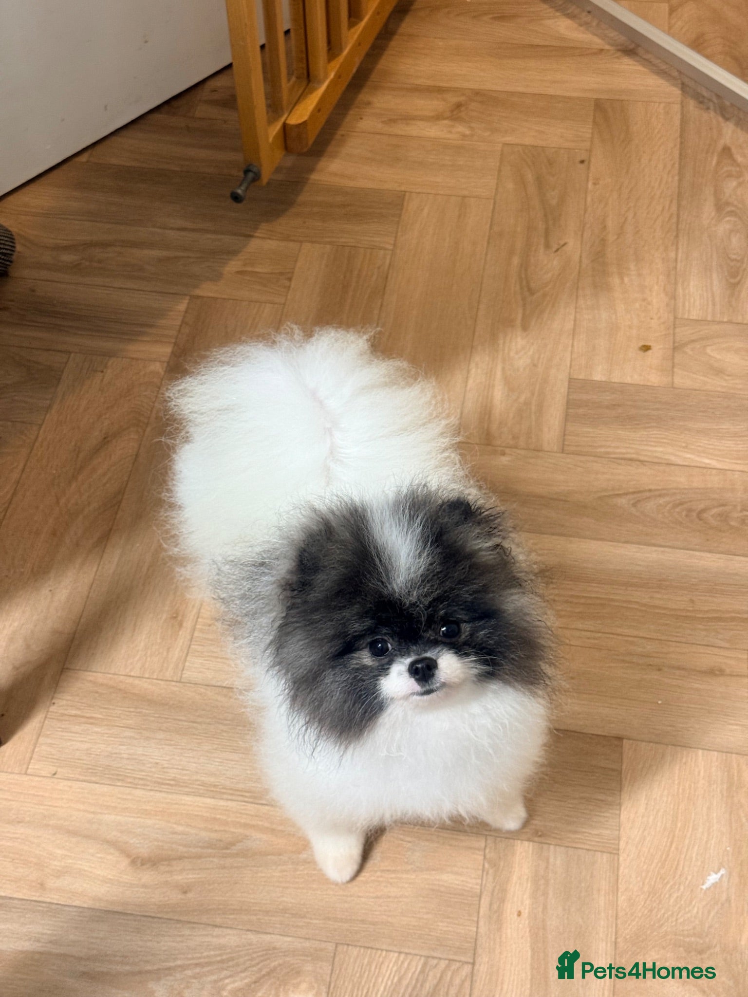 Pomeranian dogs for sale: Beautiful Pomeranians 🖤🤍 - Advert 1