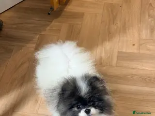 Pomeranian dogs Beautiful Pomeranians 🖤🤍 - Advert 1