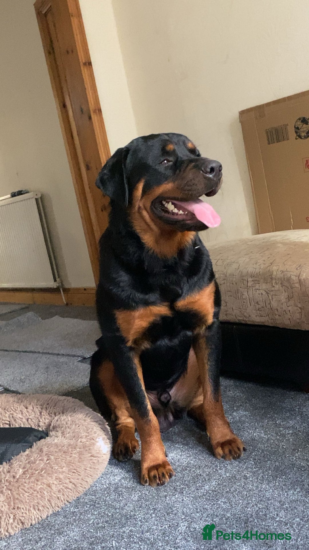 Rottweiler dogs for sale: Simba - Image 2