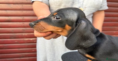 Dachshund dogs - Advert 5