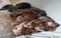 Dachshund dogs for sale: 5 Beautiful Dachshund puppies for sale  - Image 1