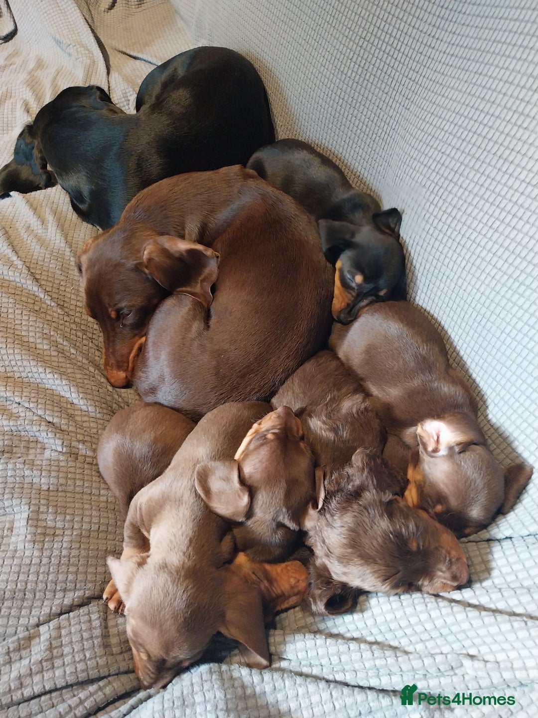Dachshund dogs for sale: 5 Beautiful Dachshund puppies for sale  - Image 1