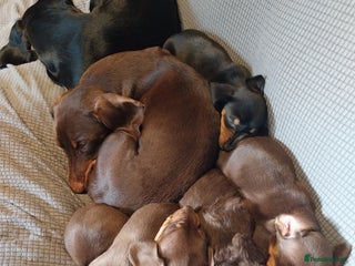 Dachshund dogs - Advert 1