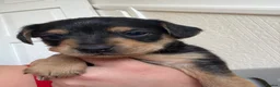 Jack Russell dogs for sale: JACK RUSSEL PUPPIES  in Hertford - Advert 10