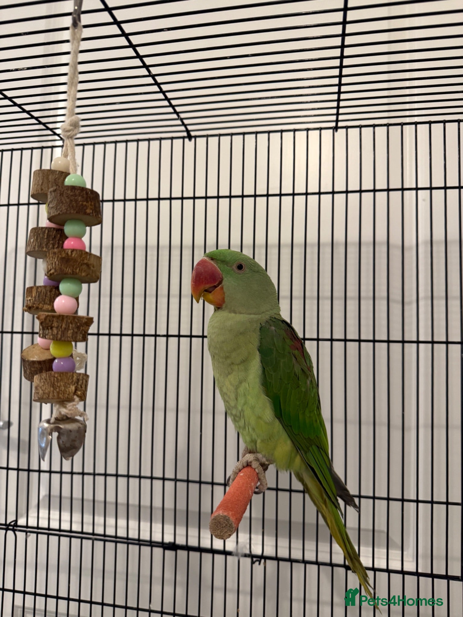 Parrots birds Very sweet Alexandrine female parrot - Advert 1