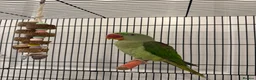 Parrots birds for sale: Very sweet Alexandrine female parrot in Watford - Advert 1