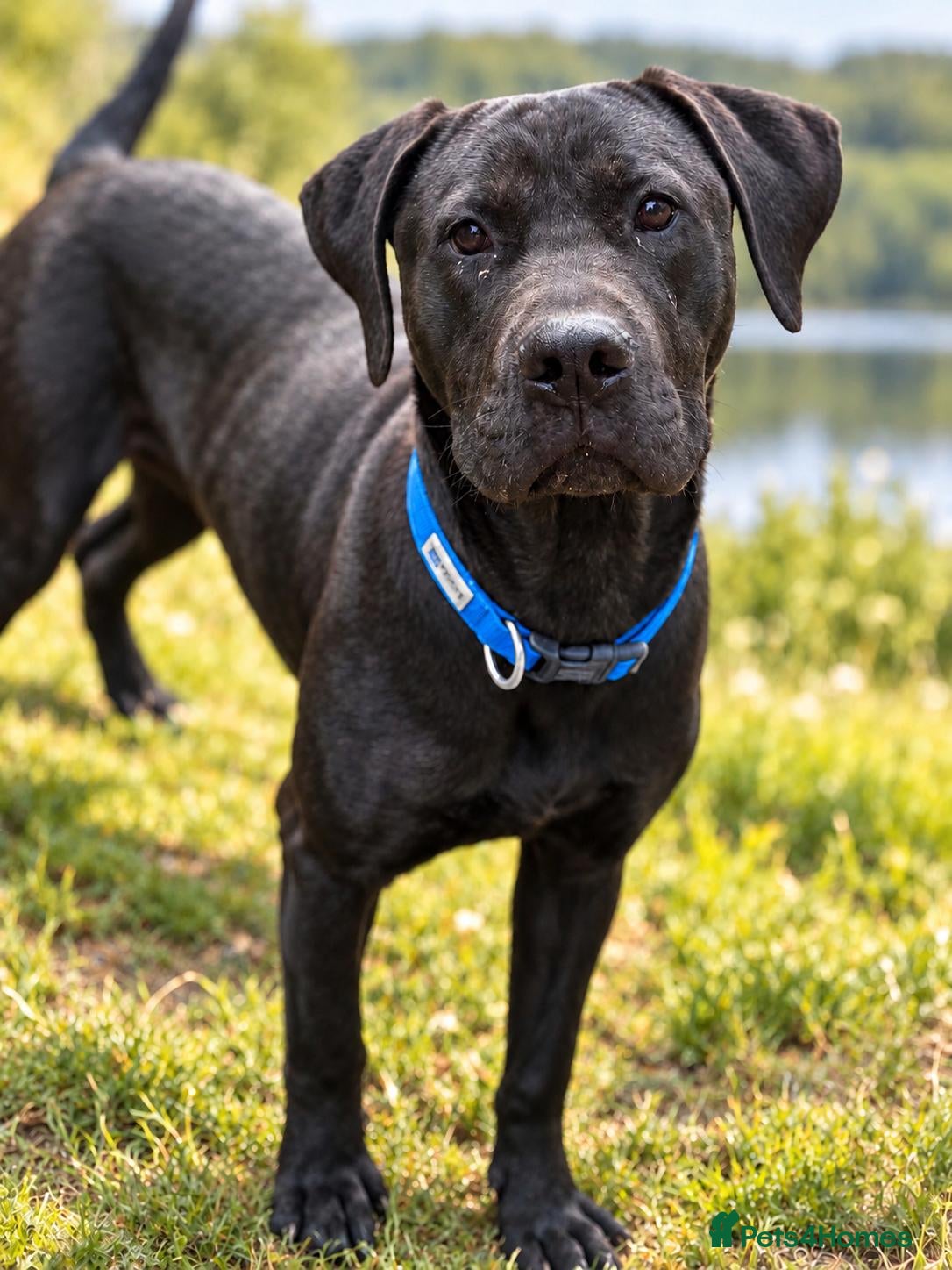 Mixed Breed dogs Beautiful boy needing a home  - Advert 1