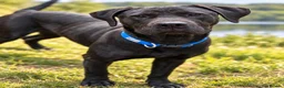 Mixed Breed dogs for sale: Beautiful boy needing a home  in Wisbech - Advert 1