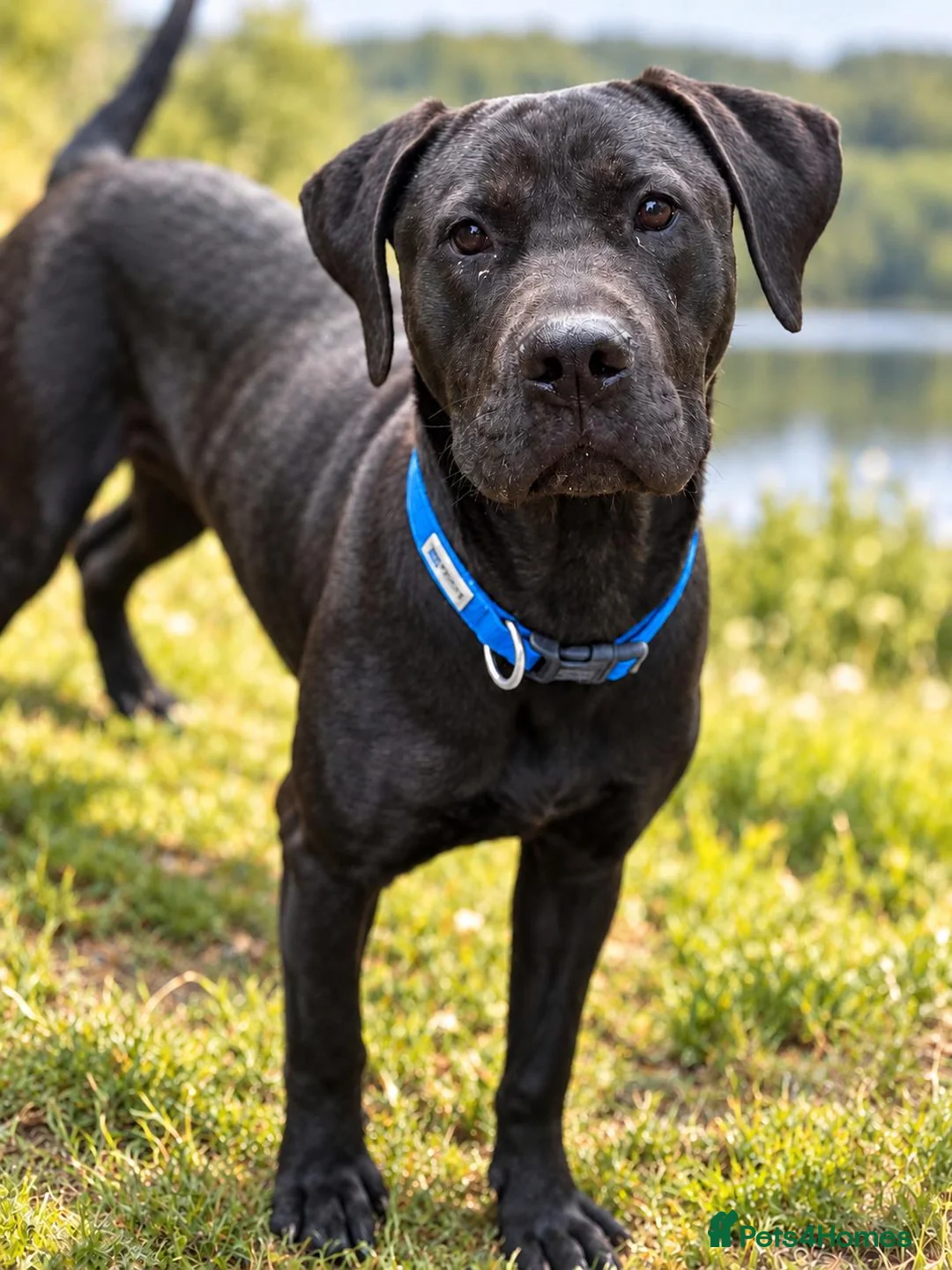Mixed Breed dogs for sale: Beautiful boy needing a home  in Wisbech - Advert 1