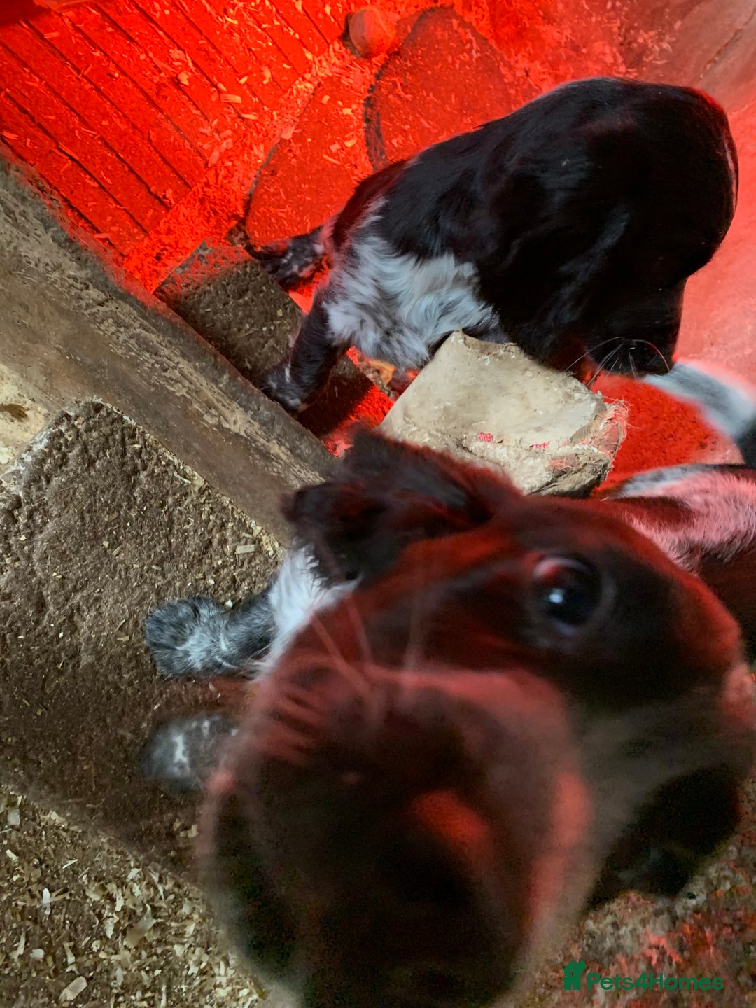 Sprocker dogs for sale: Beautiful Sprocker Puppies  - Image 4