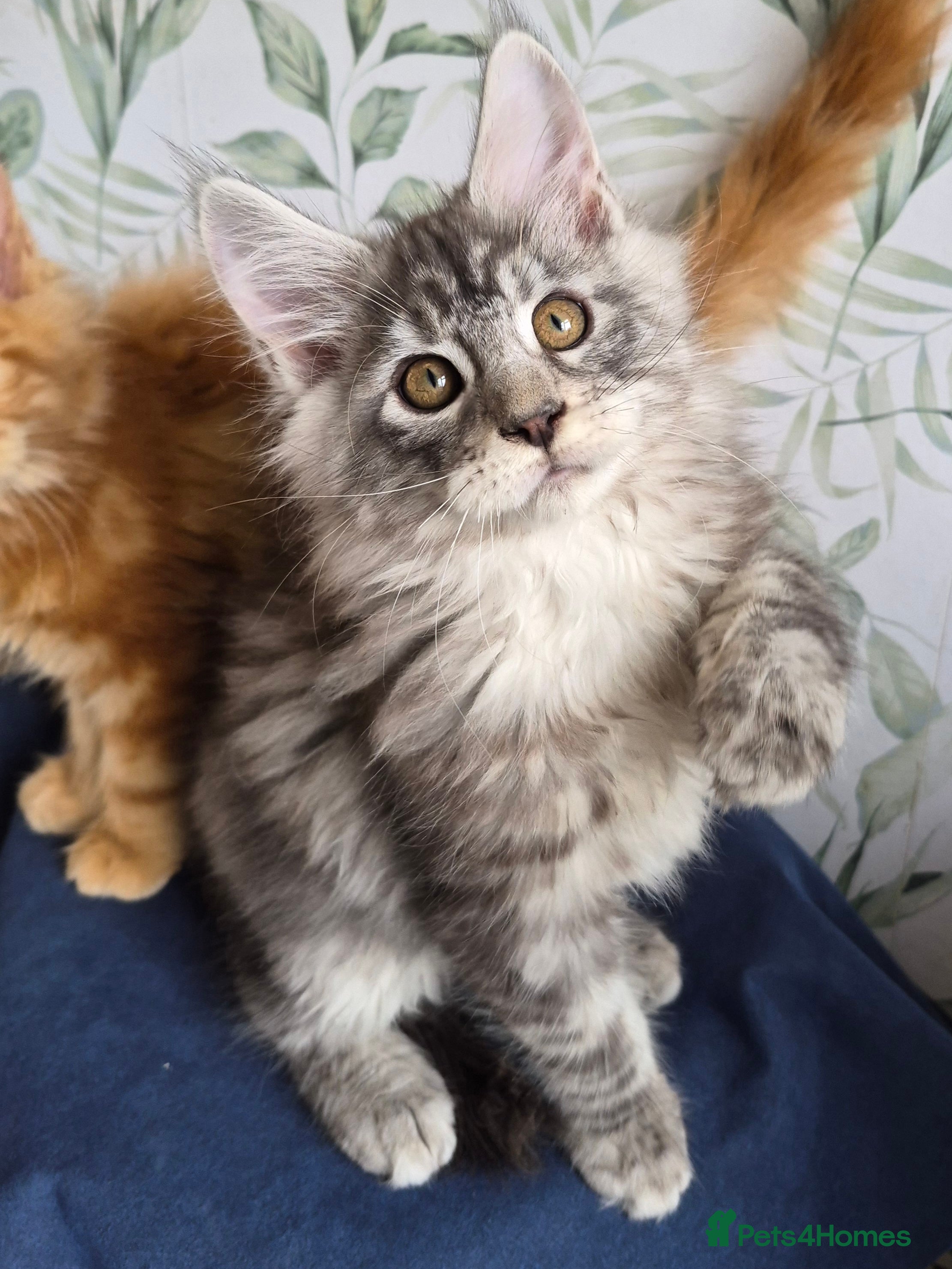 Maine Coon cats Affectionate pedigree boys  - Advert 16