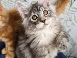 Maine Coon cats Affectionate pedigree boys - Advert 16