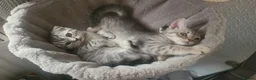 Scottish Fold cats for sale: Ready to rehome schottish fold kittens - Advert 3