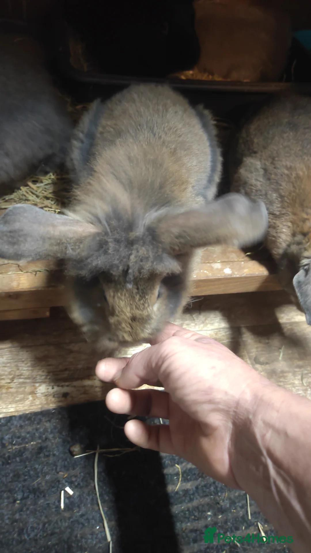 Lionhead rabbits for sale: Lion head babies 8 weeks  - Advert 2