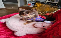 Chihuahua dogs for stud: 🇹🇭THAILAND IMPORT CHIHUAHUA CHOCOLATE LONGCOAT in Alford - Image 5