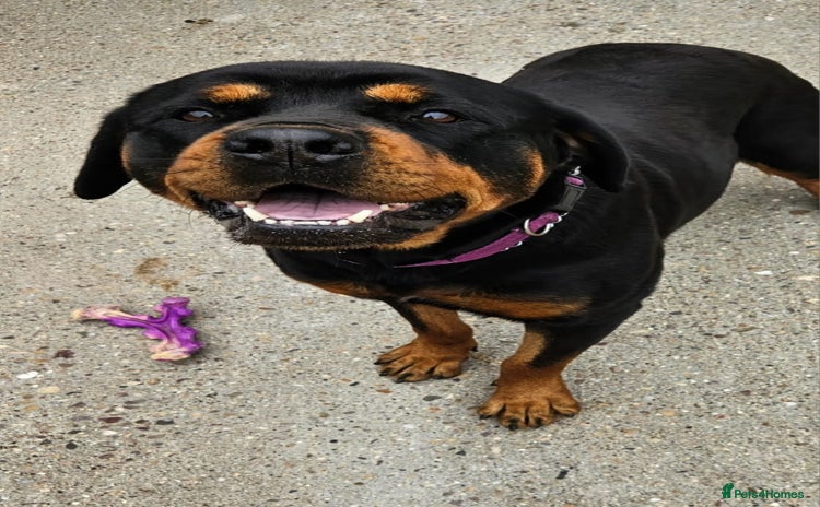 Rottweiler dogs - Advert 1