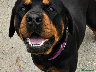 Rottweiler dogs - Advert 10