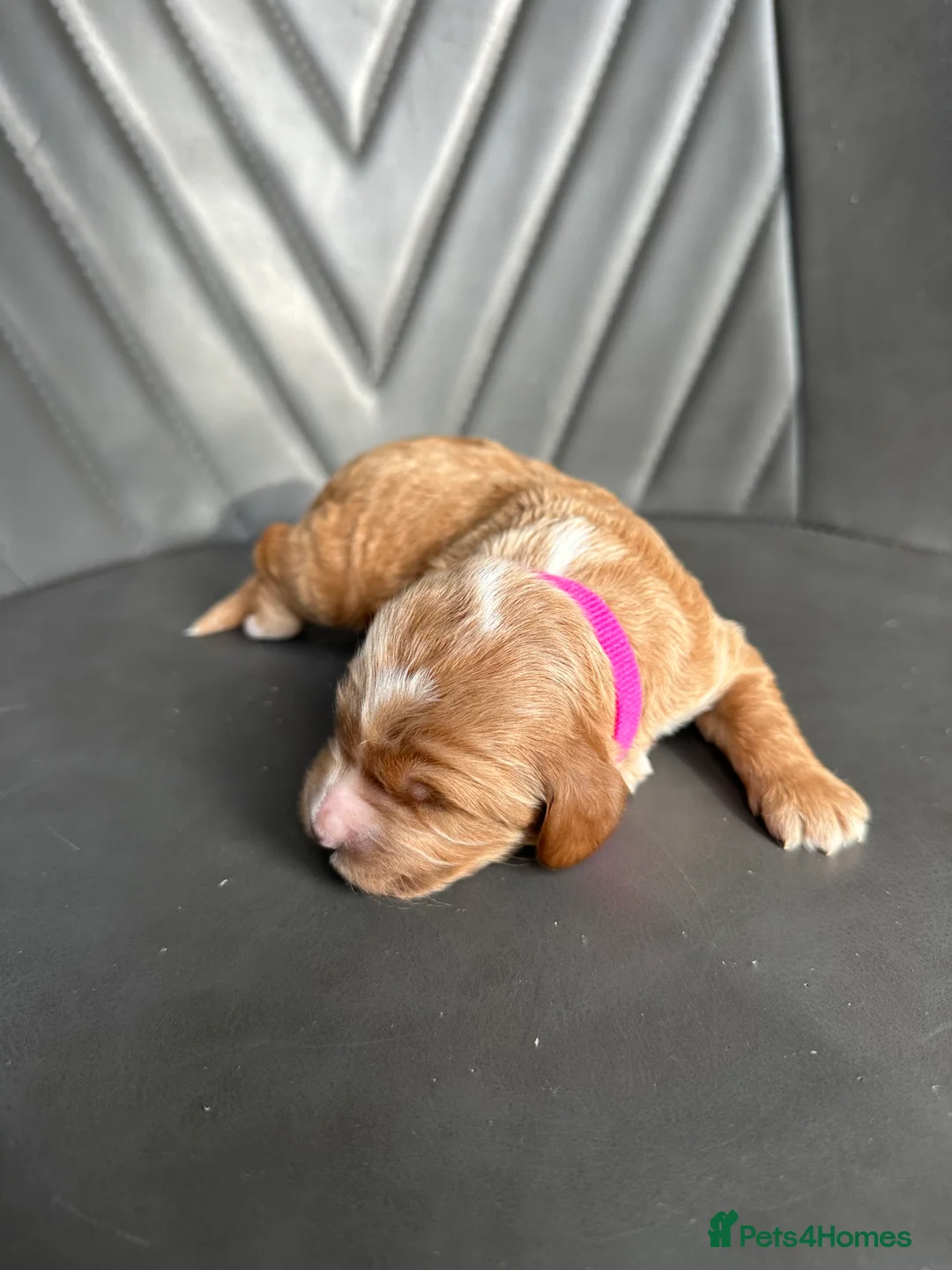 Cockapoo dogs for sale: 🌟 Stunning F1 Cockapoo Puppies 🌟  - Advert 12