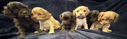 Cavapoo dogs for sale: AMAZING FULLY HEALTH TESTED F1 CAVAPOO PUPS - Advert 7
