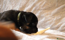 Mixed Breed dogs for sale: Rottweiler/pressa f1 - Image 19