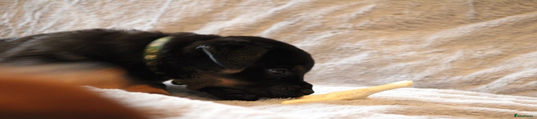 Mixed Breed Puppy 10