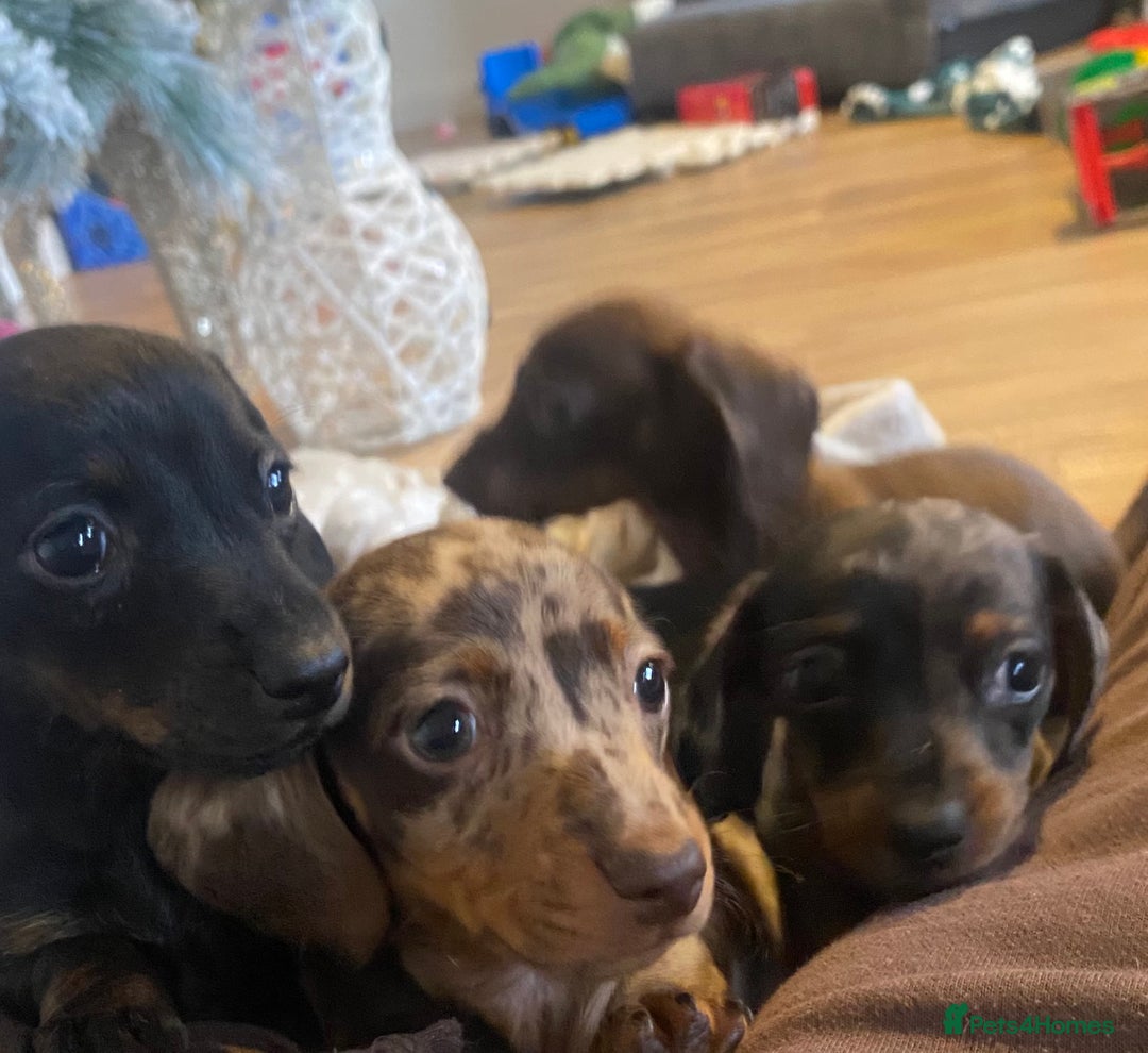 Miniature Dachshund dogs for sale: 3 Miniature dachshunds ⭐️1 GIRL, 2 BOYS⭐️ - Advert 6