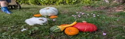 Mini Lop rabbits for sale: Stunning Home-Raised Mini Lops- mixed litter - Advert 10