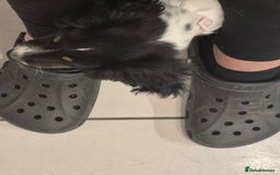 Cocker Spaniel dogs for sale: Working cocker spaniel  - Advert 3